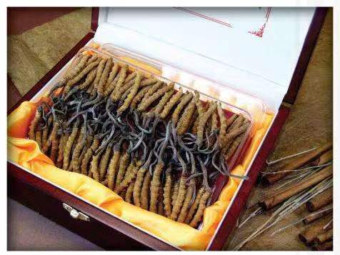 兴文冬虫夏草回收